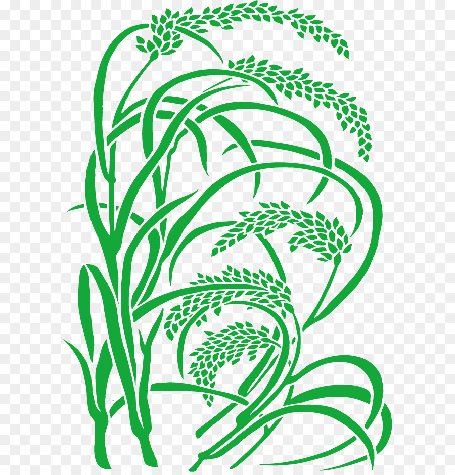 Rice botanical illustration hi-res stock photography and images - Alamy