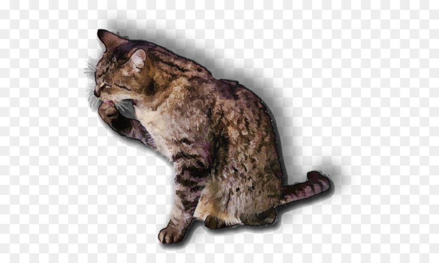 Rồng Li California Spangled Toyger chất lượng cao châu Âu lông ngắn - Tay sơn con mèo con,