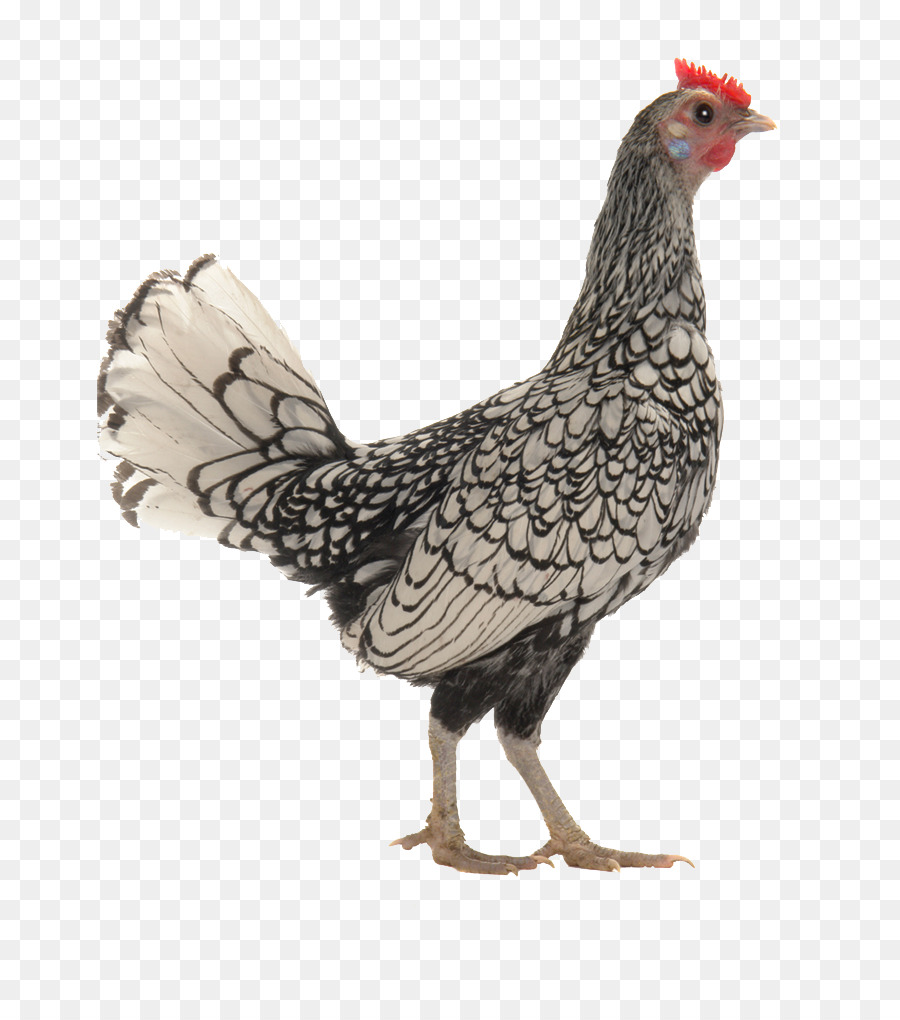 Barnevelder Ancona gà Andalucia gà con Chim Rooster - dương vật