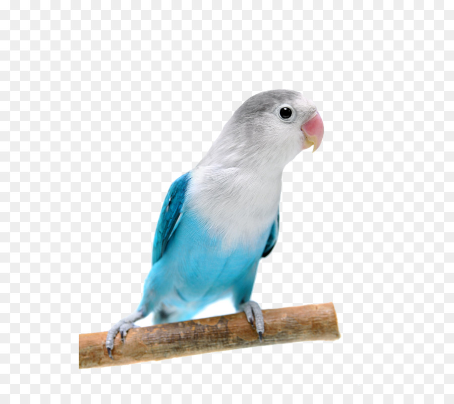 Fischers lovebird Yellow-collared lovebird Rosy-faced lovebird Papageien - Blue Parrot