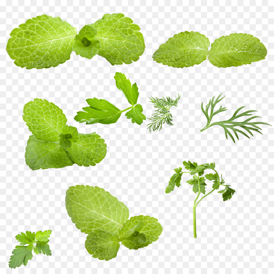 Foglia di Mentha spicata Verdura Verde - foglia di menta