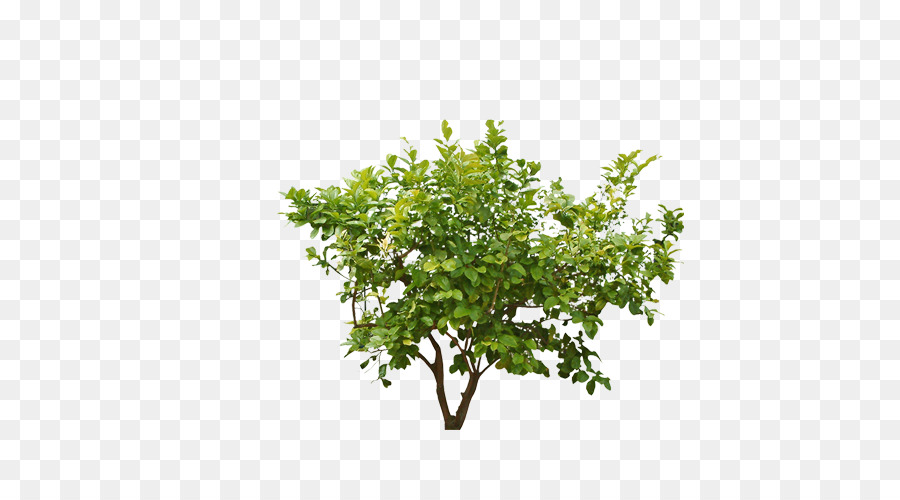 Bụi Cây Clip nghệ thuật - Rừng cây