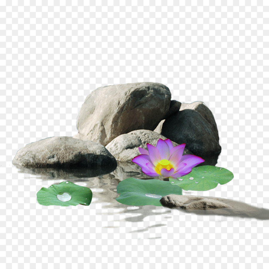 Download Google Bilder Nelumbo nucifera - Stone-lotus
