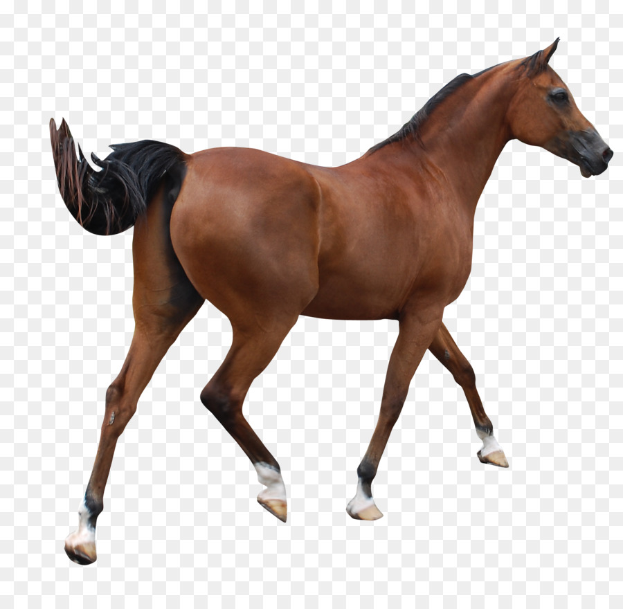 Con ngựa ả rập Andalucia ngựa Yorkshire ngựa Clip nghệ thuật ...