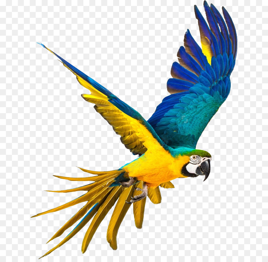 Uccello pappagallo Blu e giallo macaw fotografia Stock - pappagallo, Bako