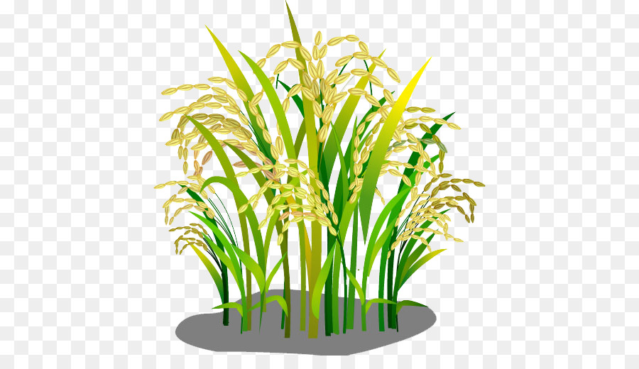 Oryza sativa-Reis-Google Bilder Herunterladen - Reis