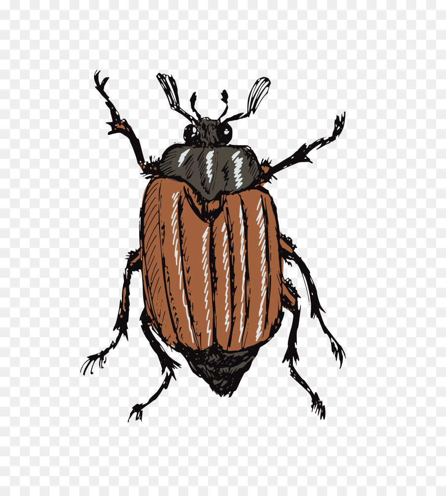 Insetto Disegno di fotografia di Stock, Illustrazione - scarabeo