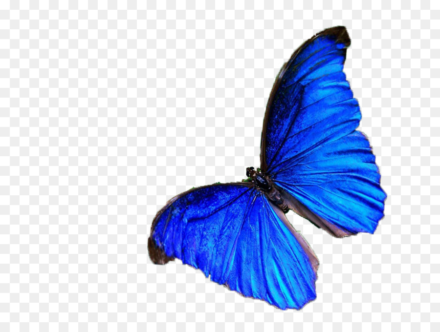 Farfalla Nymphalidae Colore Blu - Reale farfalla