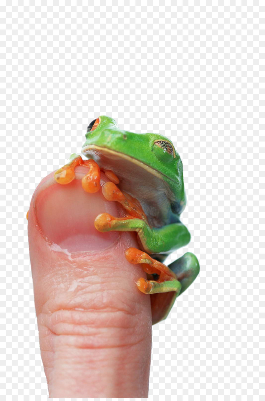 Ếch ăn Lithobates clamitans Ngón tay cái - ếch xanh