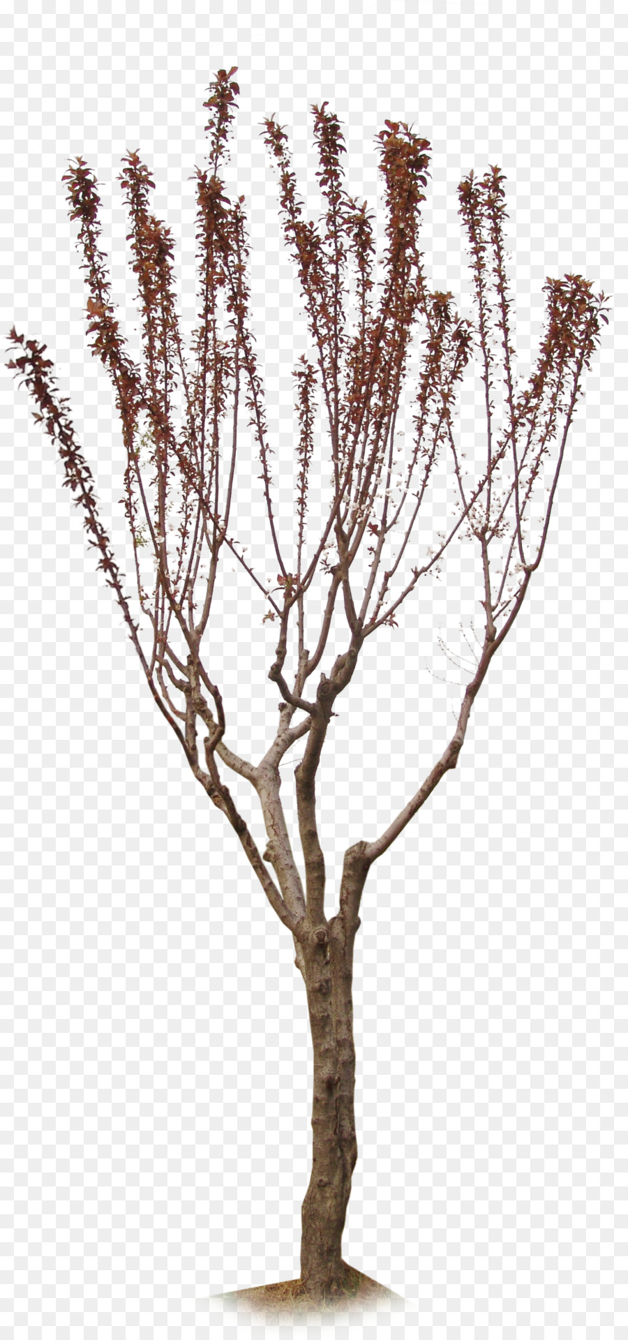 Ginkgo biloba Ast Baum Pflanze - Ginkgo-Baum