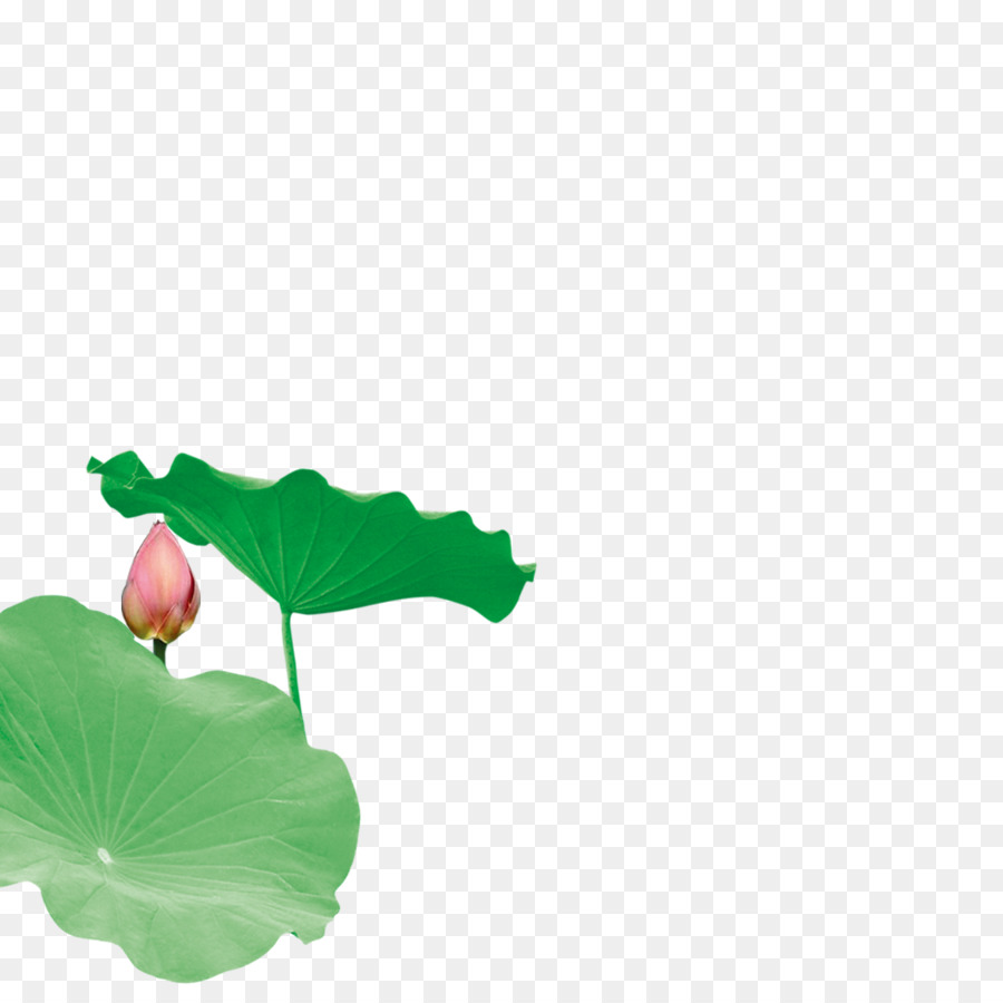 Foglia di Nelumbo nucifera Scaricare Lotus effetto - lotus creativo