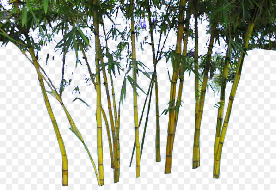 Bamboo Scaricare Google Immagini - Bambù di bambù dorato