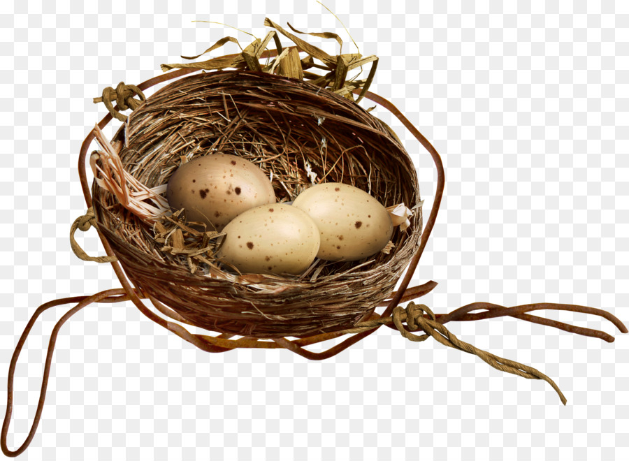 Bird Nest Egg Clip art - nido