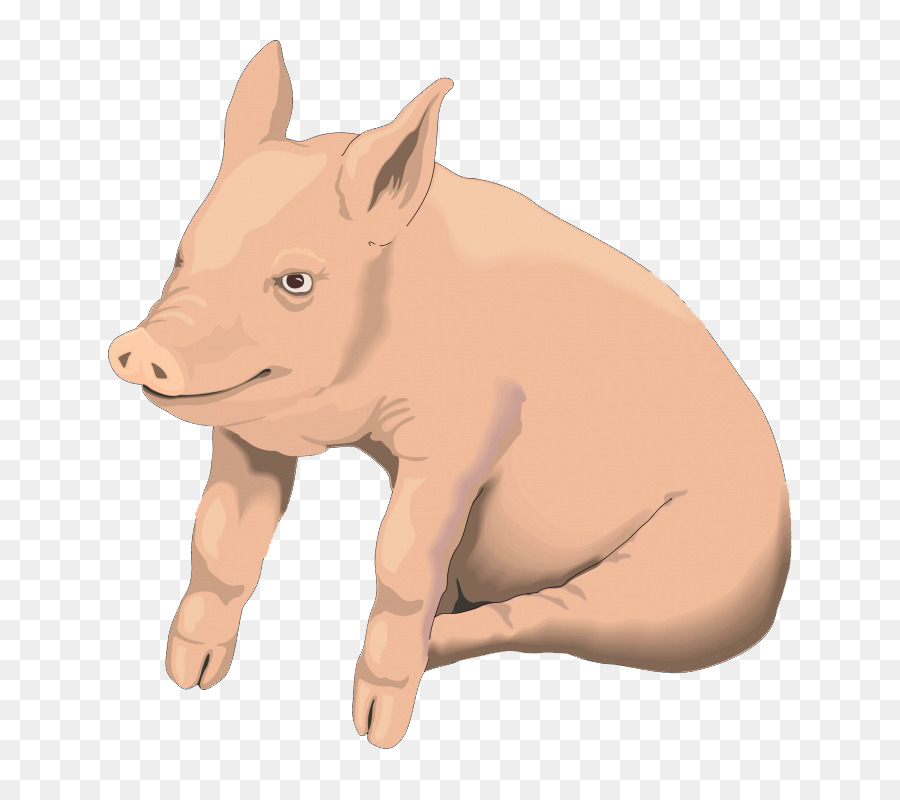 Hausschwein Schwein braten Clip-art - Cartoon-Schwein