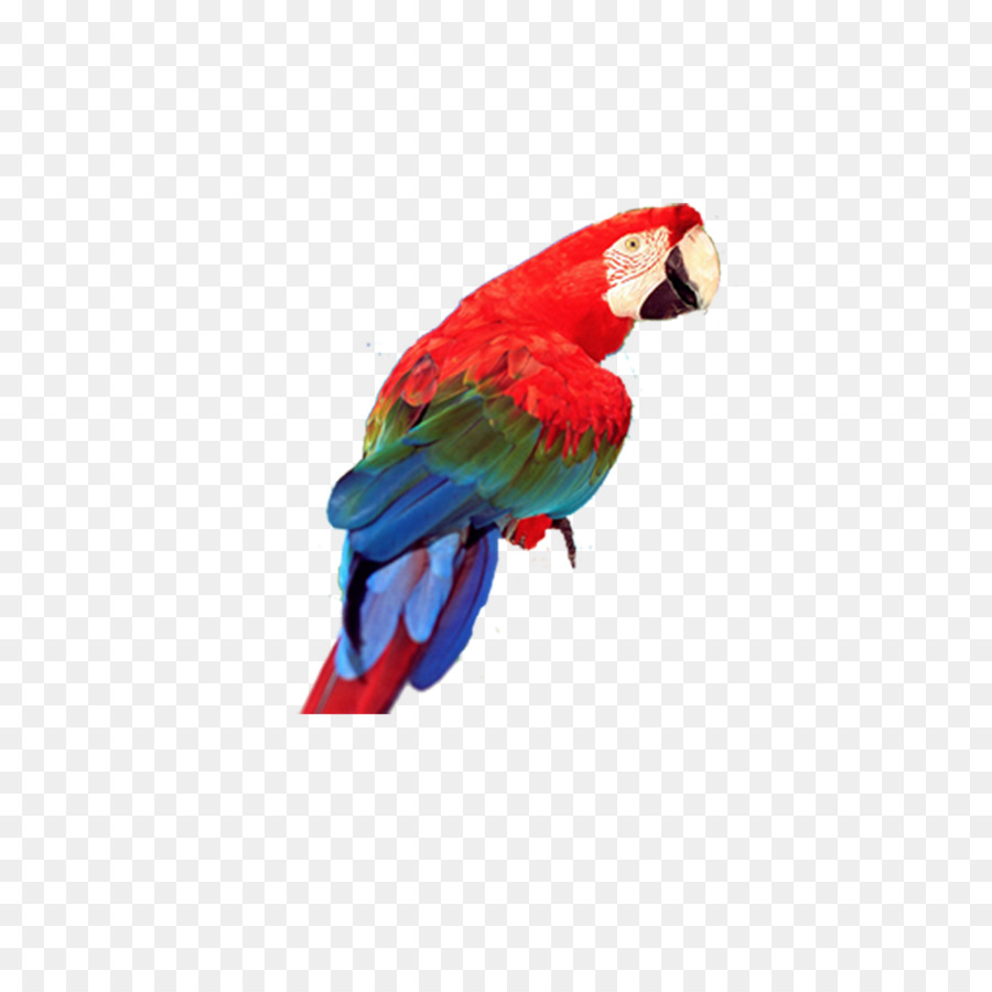 Vẹt Phố Vẹt Clip nghệ thuật Loriini - con vẹt màu đỏ png tải về - Miễn phí  trong suốt Con Chim png Tải về.