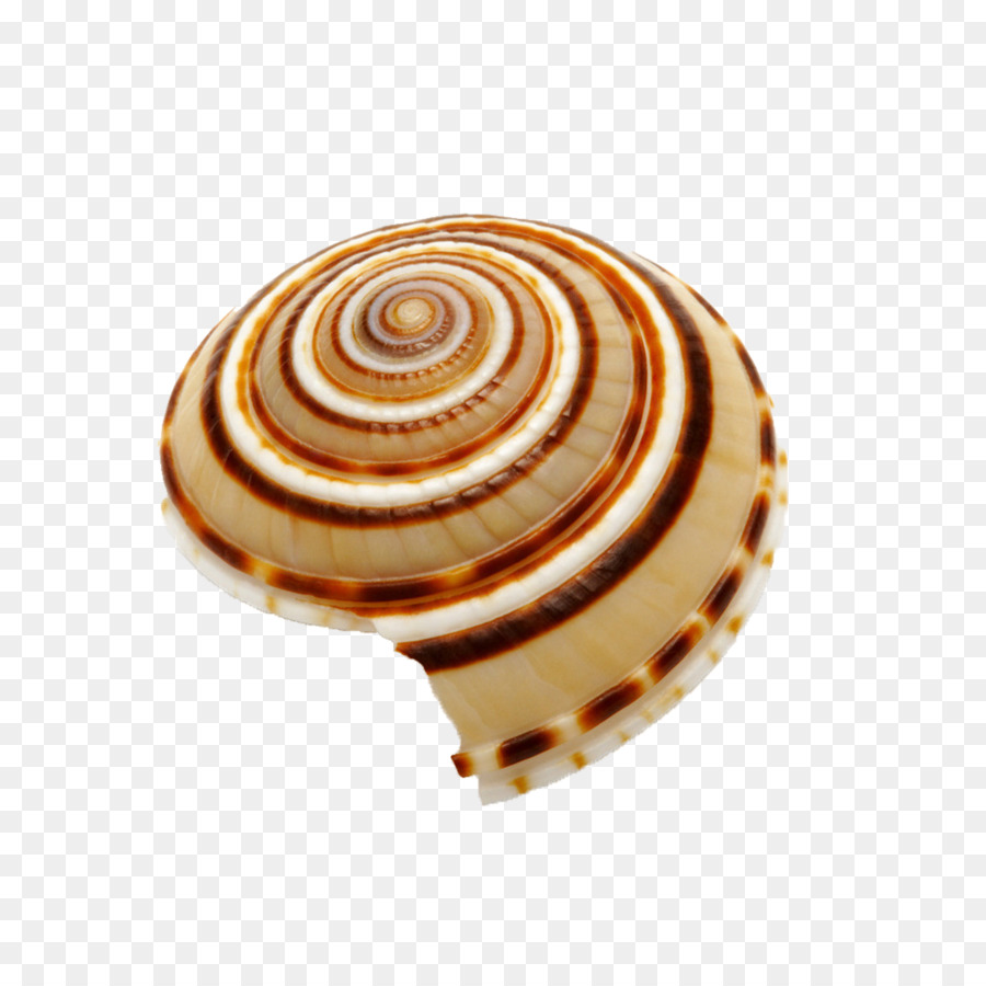 Seashell Elica a Spirale Clip art - conchiglia