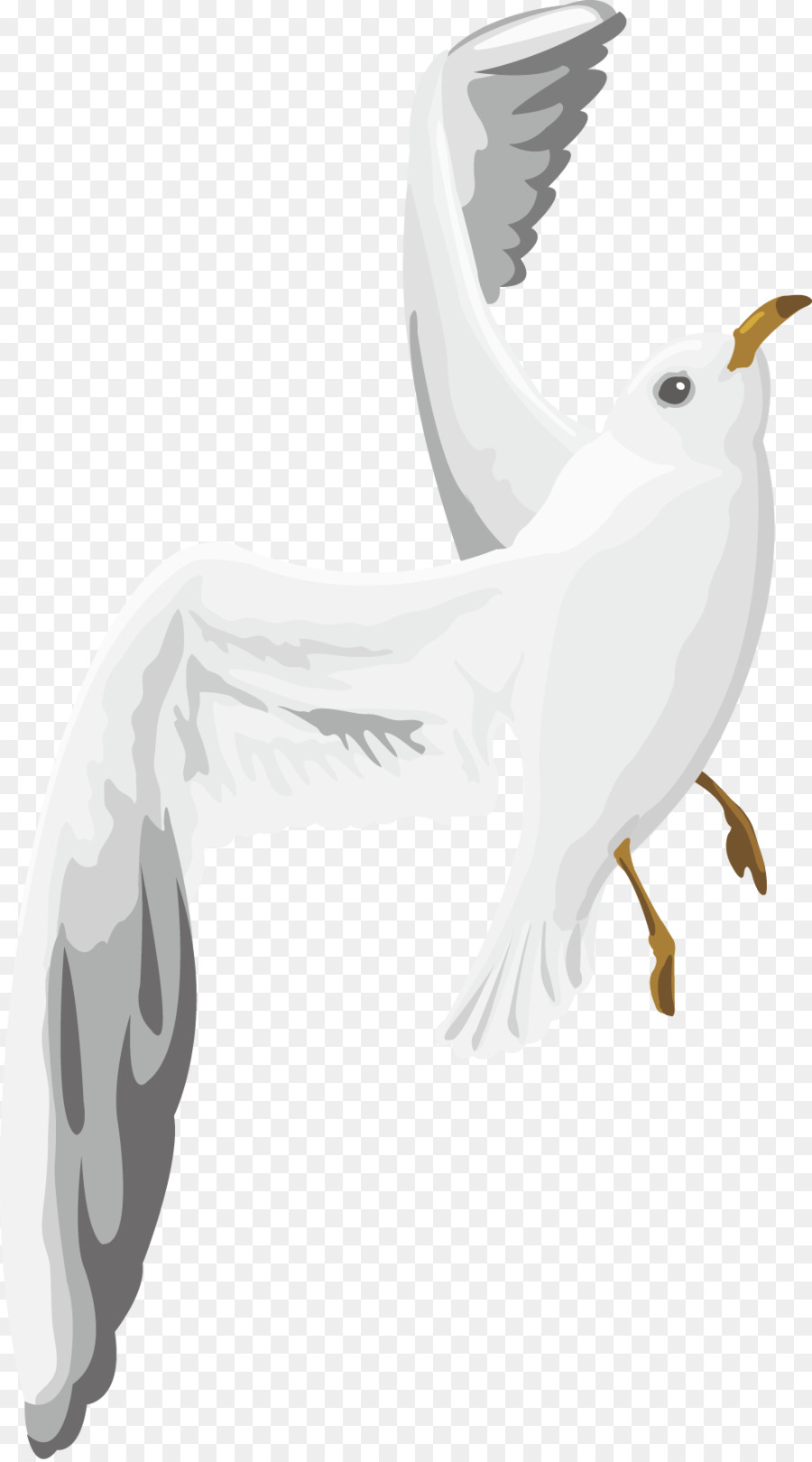 Columbidae Ala Bianca - colomba bianca ali vettore di occhi neri