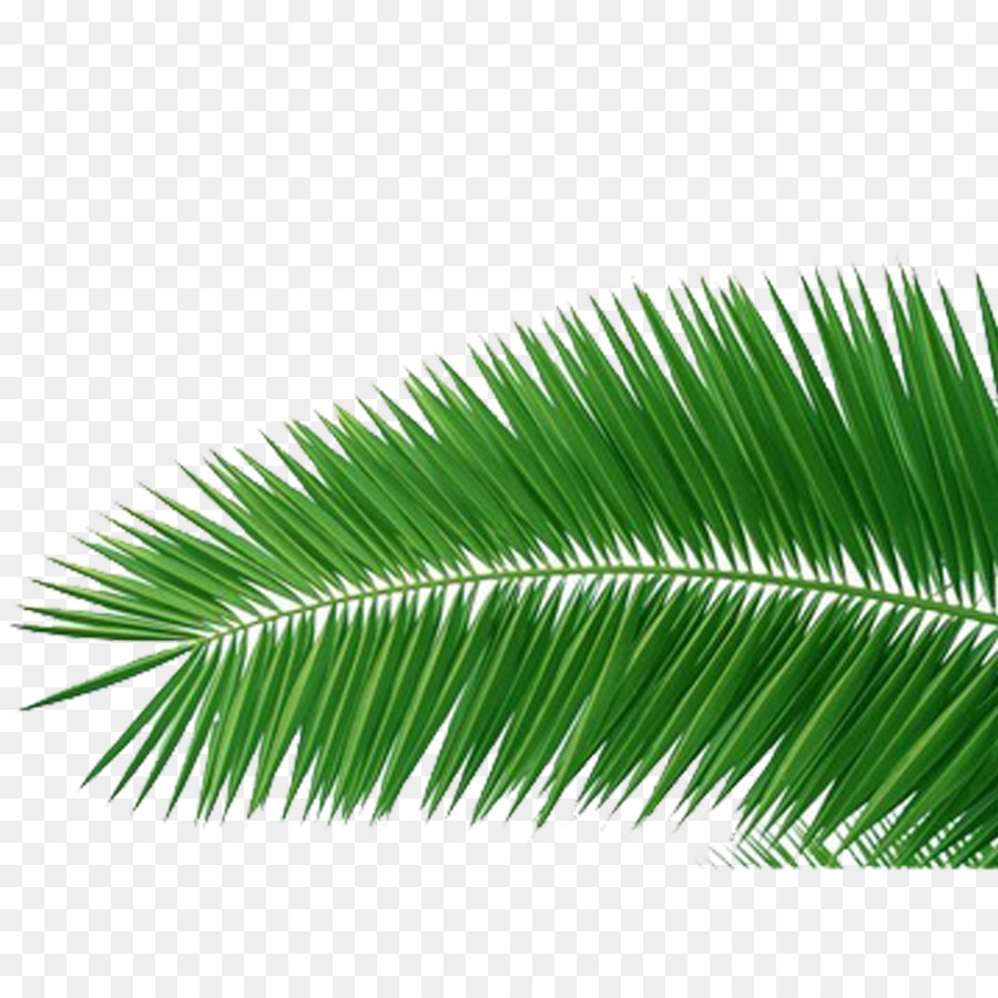 Coconut Arecaceae Clip-art - gras