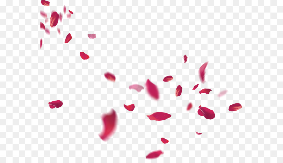Il petalo di Fiore Rosa Spiaggia rosa - petali che cadono