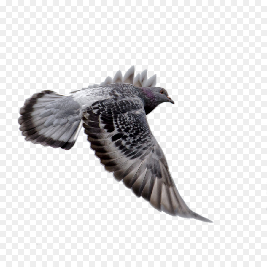 Scarica Columba - animale,le ali di un'Aquila