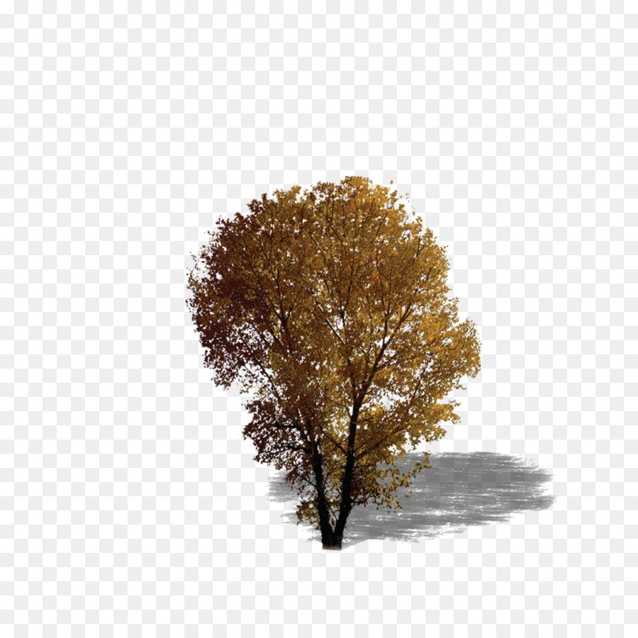 Laub-Baum-Textur-mapping-Evergreen - pflanze,Baum,Wald,Blätter