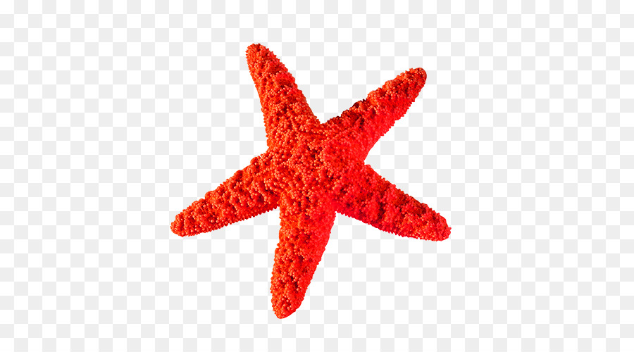 Clip art di stelle marine - creativa stella marina