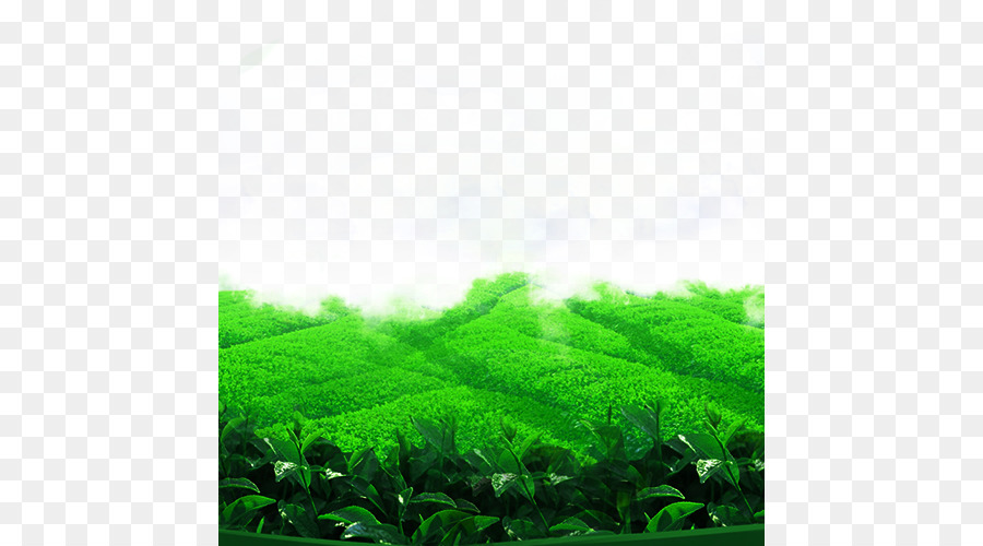 Teiera di Tè Scaricare - La primavera di tè campo