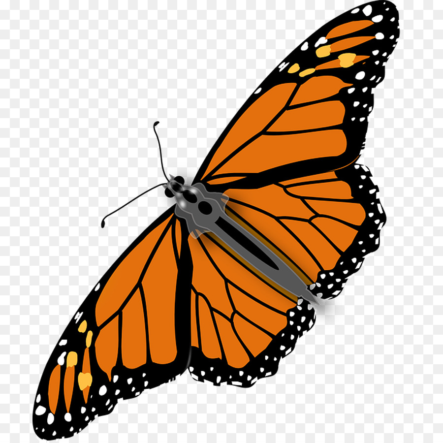 Butterfly Cartoon png download - 900*900 - Free Transparent Butterfly png  Download. - CleanPNG / KissPNG
