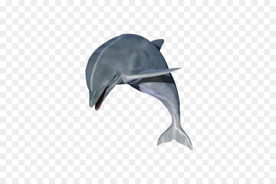 Welpen Dolphin Clip-art - Delphin