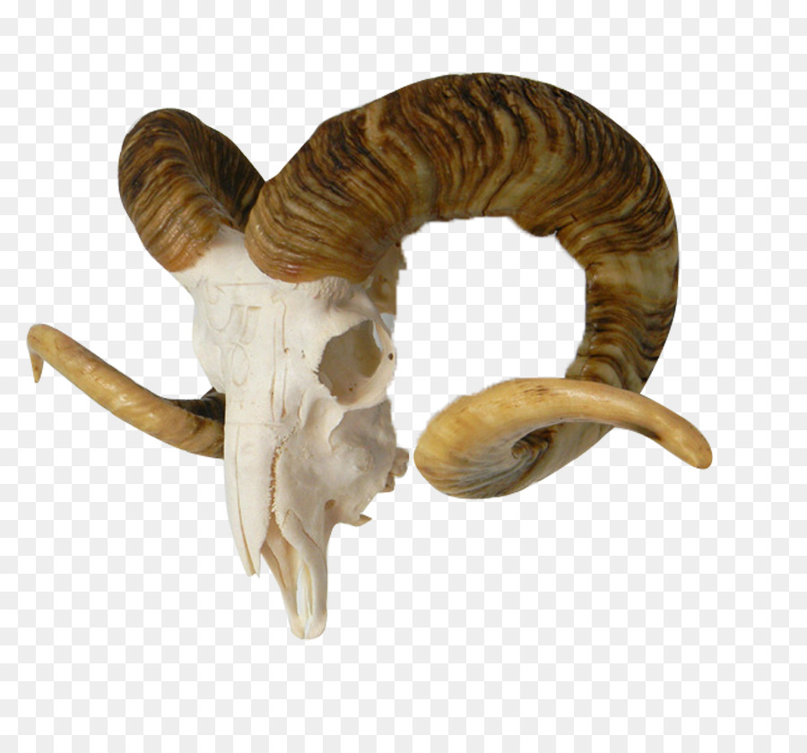 osso - Pecore logo di testa del cranio di materiale