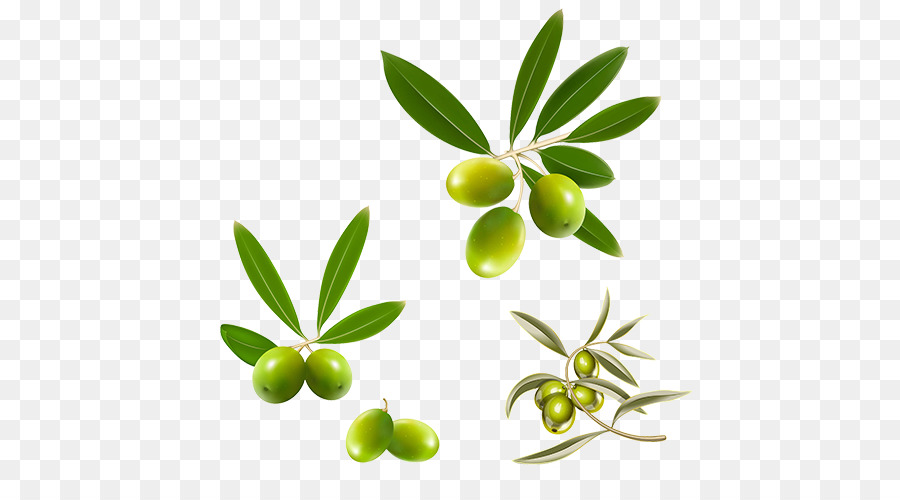 Cucina mediterranea di foglie di Olivo, olio di Oliva - oliva frutta
