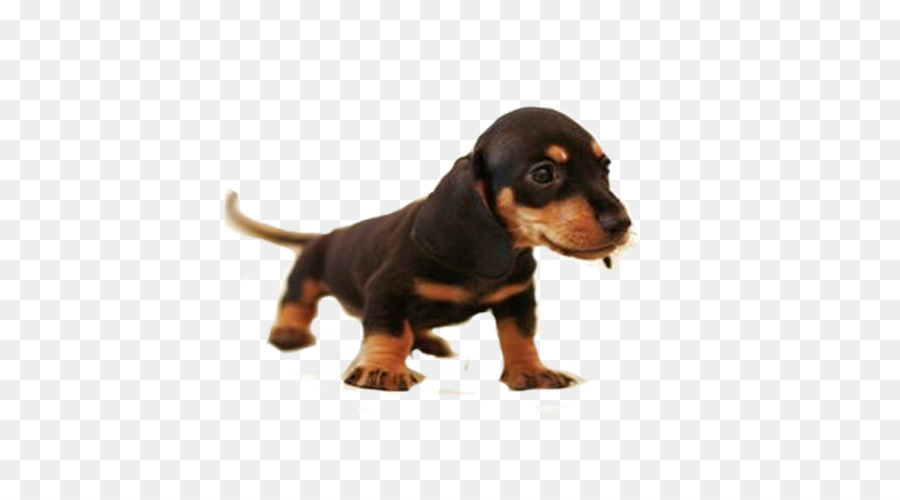 Bassotto Great Dane Beagle Harrier Puppy - Piccola salsiccia