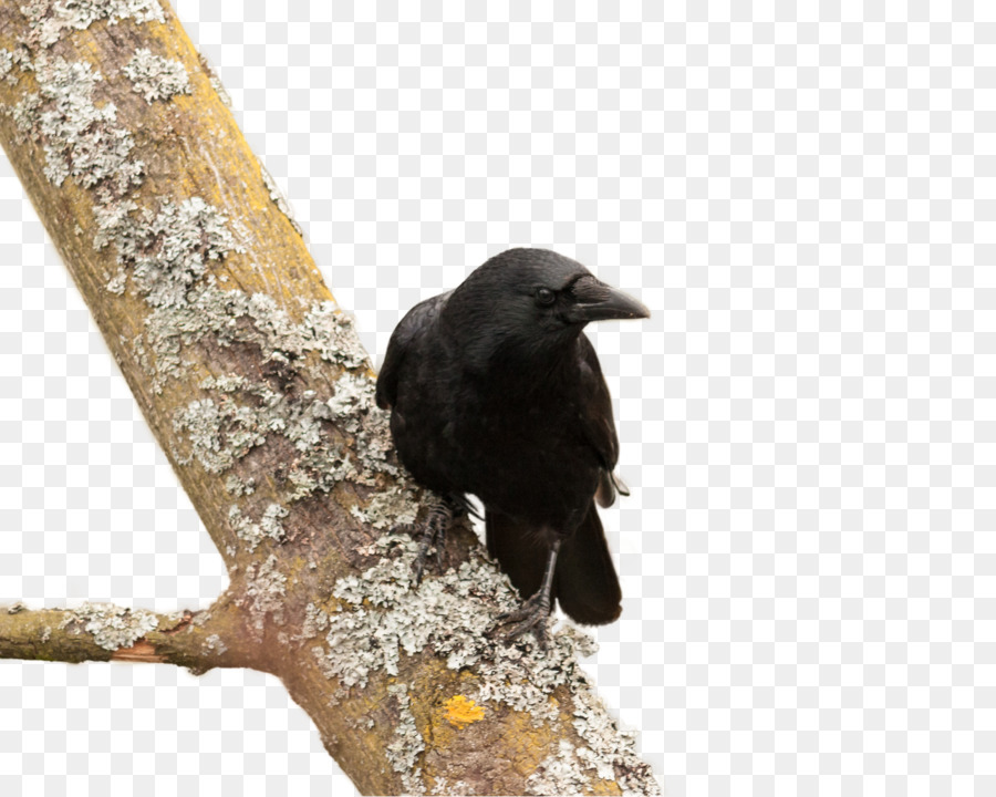American crow New Caledonian crow Bird Common raven - Tree crow
