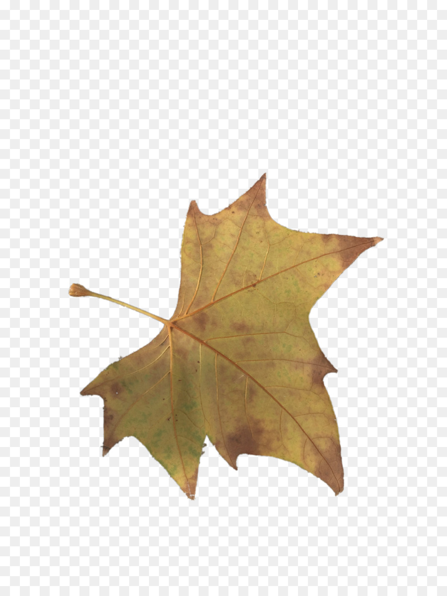 Maple leaf Gelb - Gelbe Ahorn-Blätter