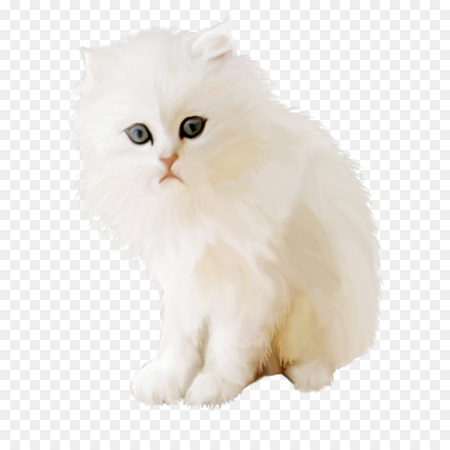 Perser Katze britisch Halblanghaar-Asian Semi-Langhaar Minuet Katze Kitten - Kätzchen