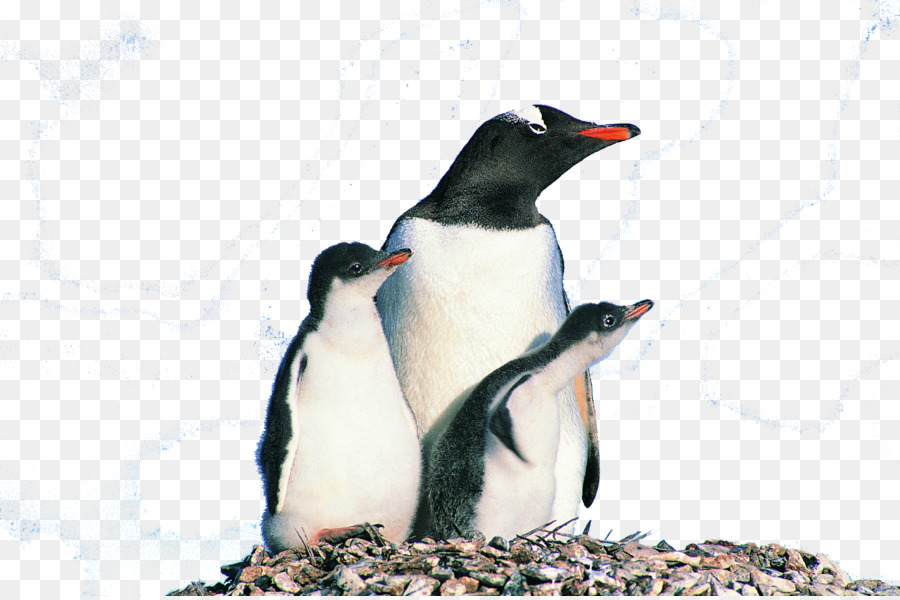 Pinguino La Fotografia Di Uccelli Animali - Affacciato sul pinguino