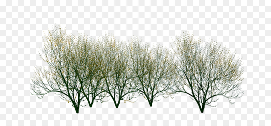Cành Cây gốc Thực vật chi Nhánh - Trồng cây nhỏ chi nhánh