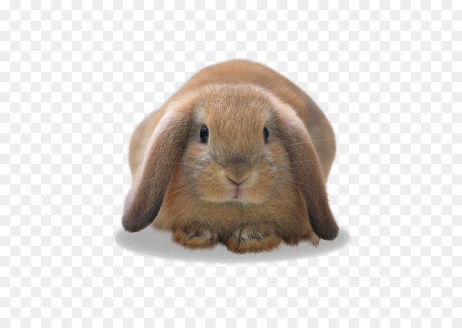 Heimische Kaninchen europäischen Kaninchen Hase - Cute little bunny kreative Bild