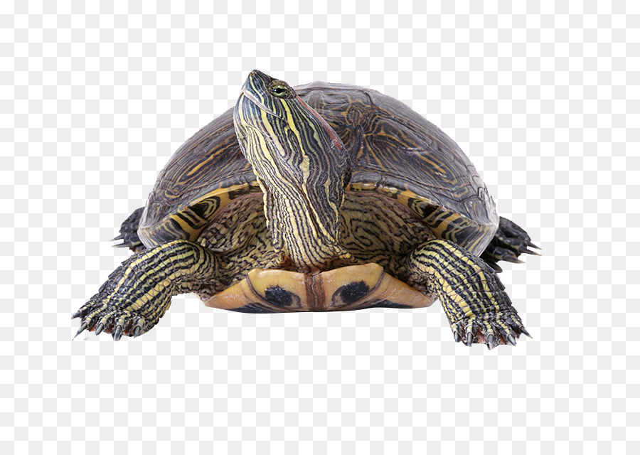 Schildkröte Reptil-Filter Tapete - Header Schildkröte