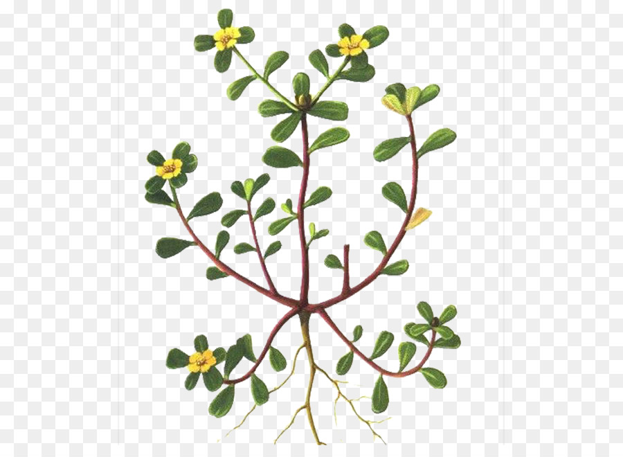 Comune Portulaca Portulaca grandiflora è una pianta Annuale Vegetale Portulacaria afra - Impianto di dente di cavallo modello