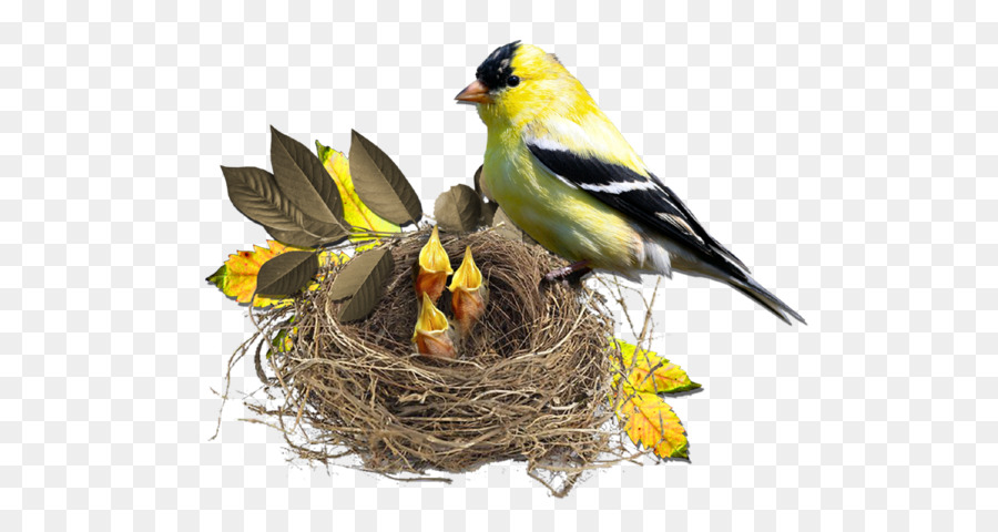 Nido di uccello Finch Monotropa hypopitys - Segno giallo uccello lascia il nido
