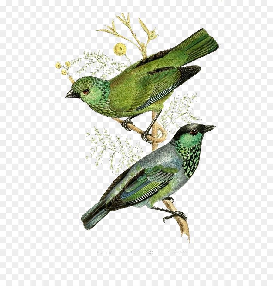 Những con Chim của Mỹ In Cổ in Hoạ - Màu xanh lá cây chim vài