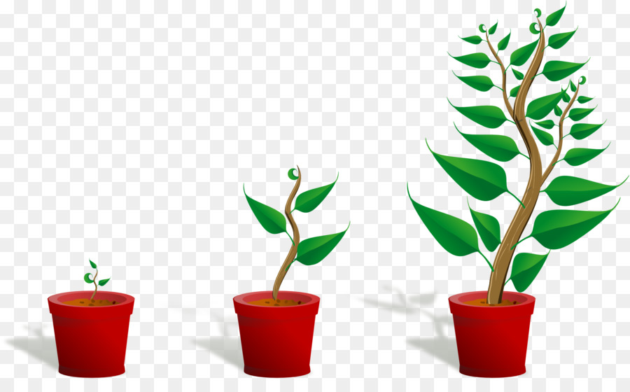 Bonsai-Laden Keimling Computer-Datei - Topfpflanzen