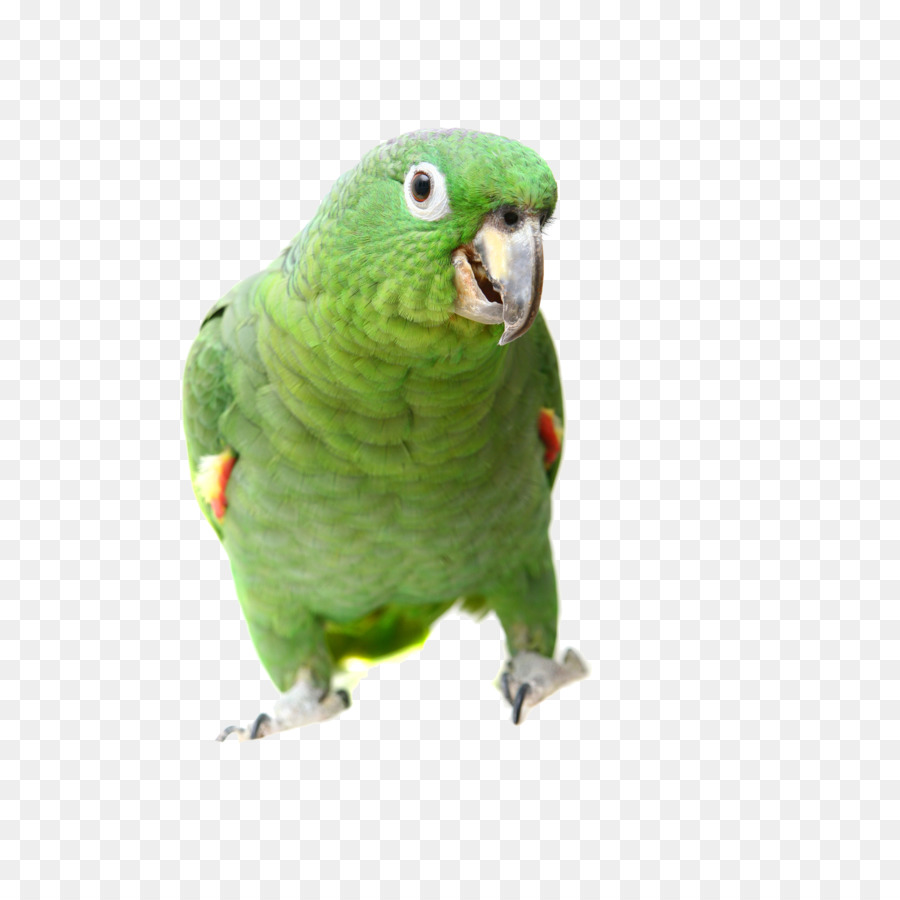 Vero Uccello pappagallo Sud mealy amazon Turchese con facciata in amazon amazona oratrix - pappagallo