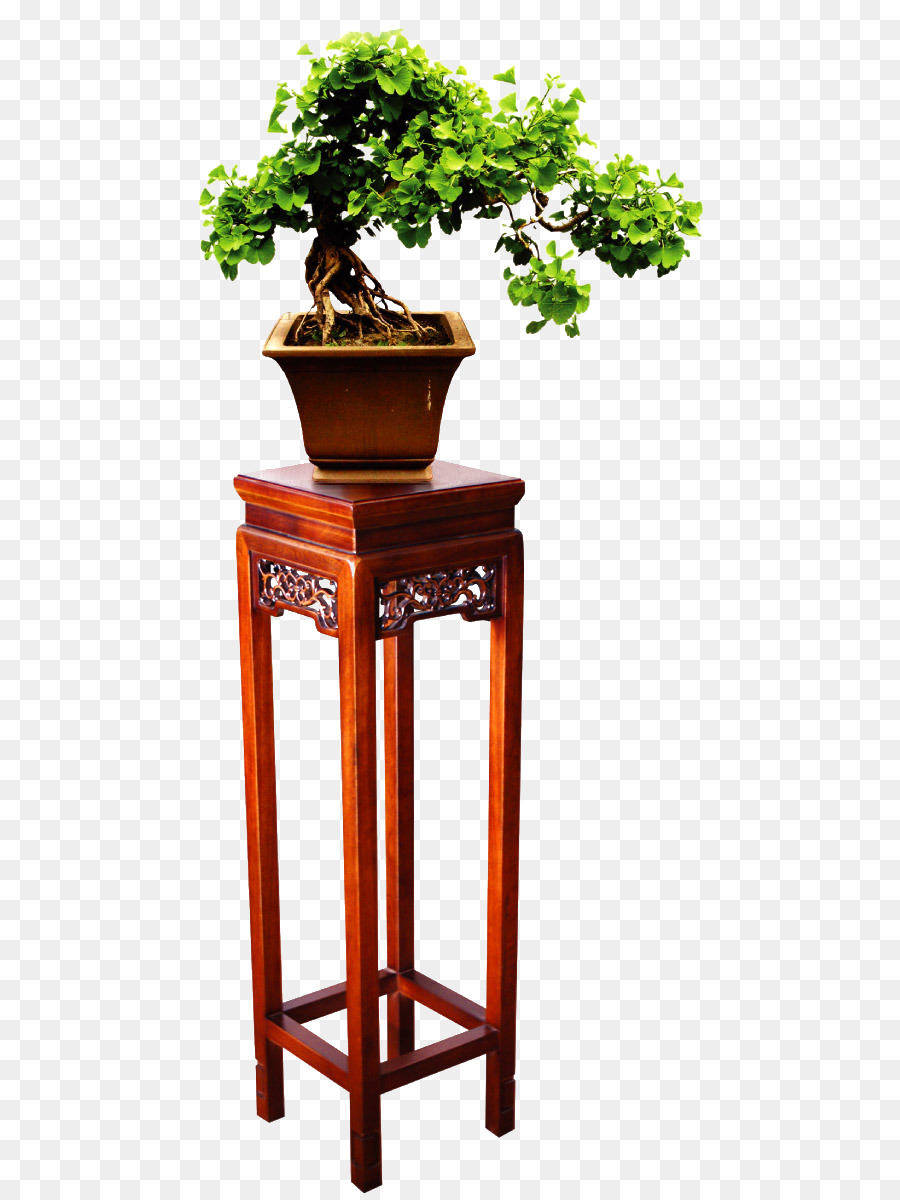 Bonsai-Möbel-Pflanzen-Google Bilder - Topfpflanzen