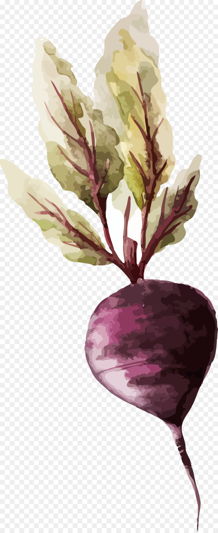 La pittura ad acquerello di Verdure Disegno, Illustrazione - carota