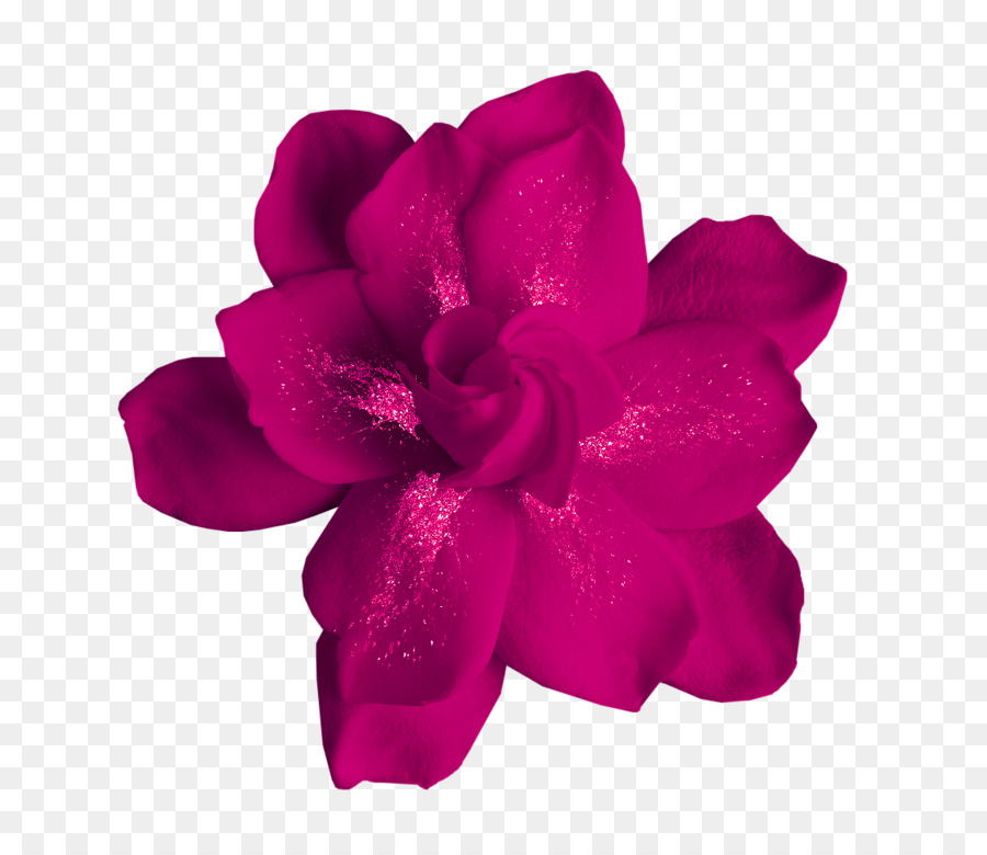 Fiore Moutan peonia Clip art - viola rosa