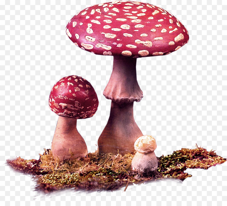 Commestibile, fungo, Fungo Rosso - Funghi di muschio schema decorativo