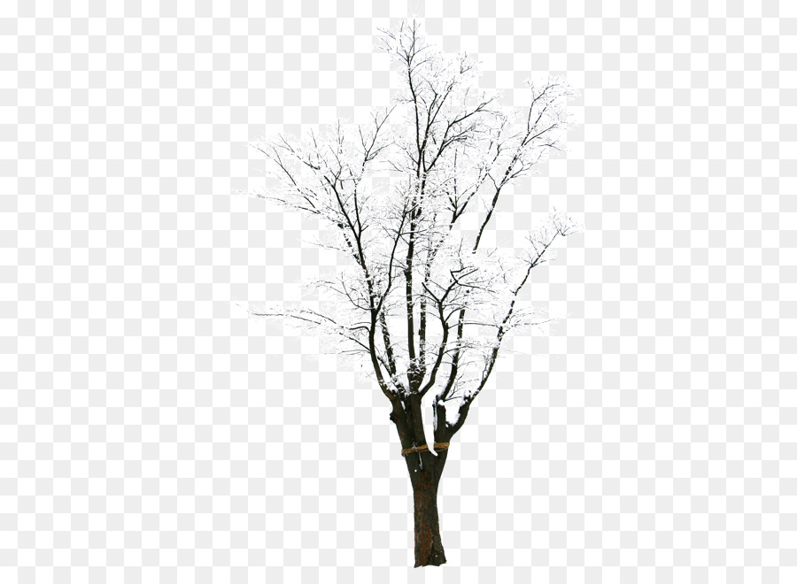 Zweig, Schnee, Baum, Winter - HD-Fotografie-kreative Synthese winter Bäume