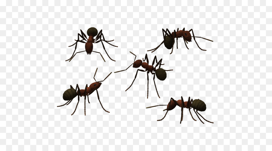 Ant Fotografia - Tatu lunghe antenne delle formiche